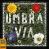 Umbra Via (Board Game) -THE BOARD GAMER Sales 272920821